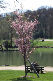 Collection nationale de cerisiers à fleurs d'asie