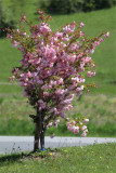 Collection nationale de cerisiers à fleurs d'asie