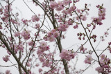 Prunus serrulata ‘Matsumae Beni Yutaka’