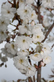 Prunus serrulata ‘Matsumae Shizuka’
