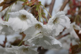 Prunus serrulata ‘Matsumae Shizuka’