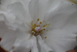 Prunus serrulata ‘Fugenzô’