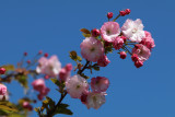 Prunus serrulata ‘Little Pink Perfection’