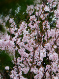 Prunus x ‘Tilstone Hellfire’