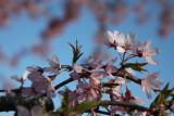 Prunus x subhirtella var. pendula rubra