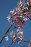 Prunus x subhirtella var. pendula rubra