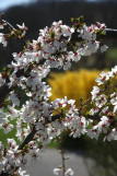 Prunus x subhirtella ‘Snow Showers’