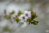Prunus x 