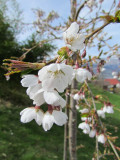 Prunus x yedoensis 