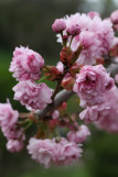 Prunus serrulata 