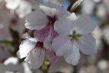 Prunus x ‘The Bride’