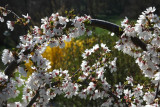 Prunus x subhirtella 