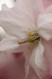 Prunus serrulata 