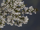 Prunus x ‘Snow Goose’