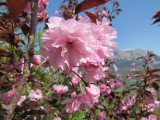 Prunus serrulata ‘Royal Burgundy’