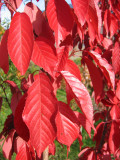 Prunus serrulata ‘Royal Burgundy’