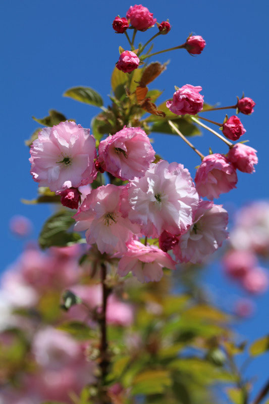 Prunus serrulata ‘Little Pink Perfection’