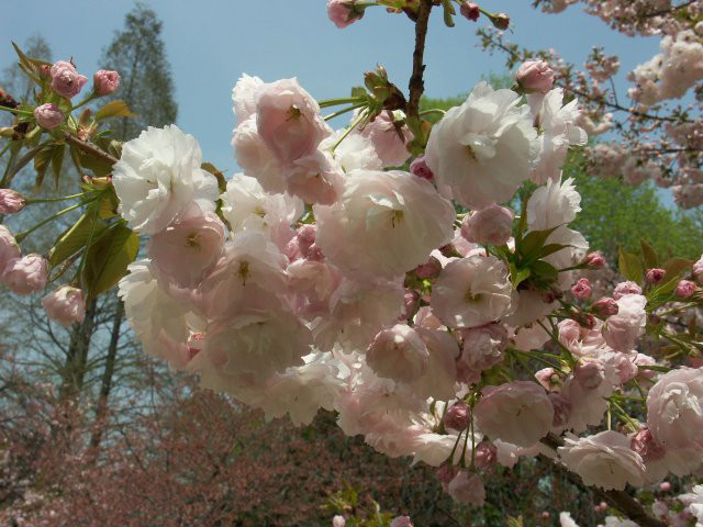 Prunus serrulata ‘Ichiyô’