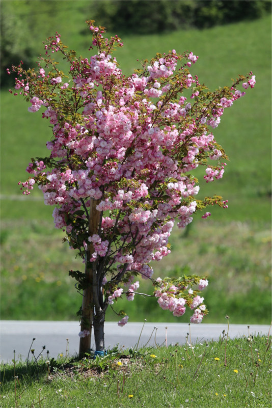 Collection nationale de cerisiers à fleurs d'asie