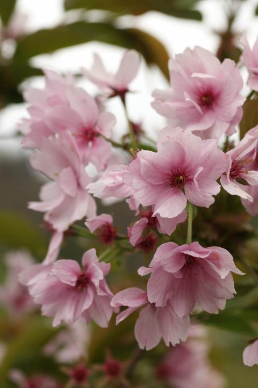 Prunus serrulata ‘Matsumae Beni Yutaka’