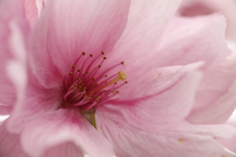 Prunus serrulata ‘Matsumae Beni Yutaka’