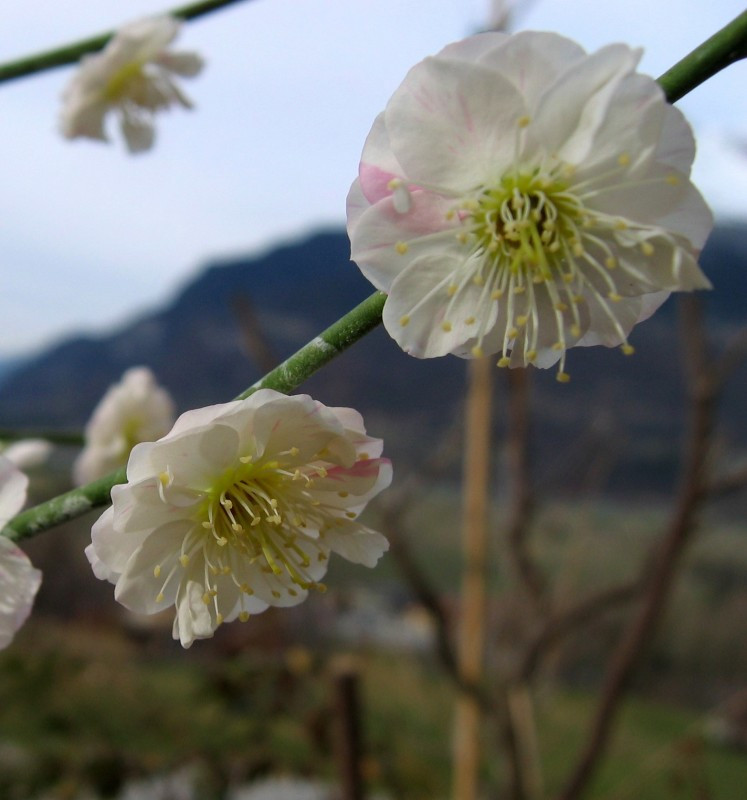 Prunus mume 