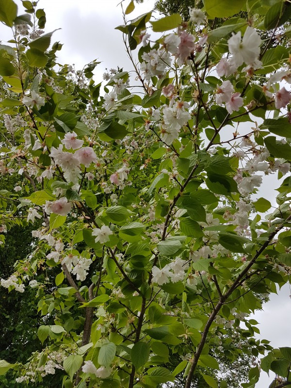 Prunus serrulata 