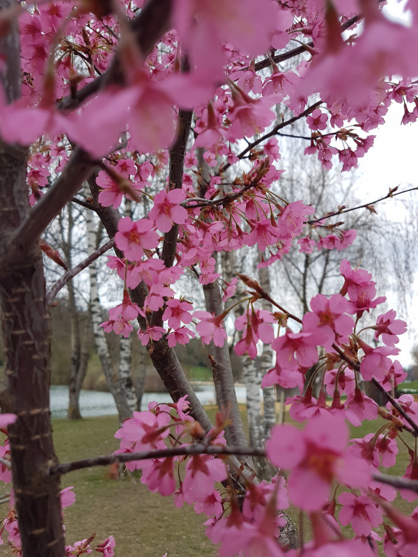 Prunus sargentii ‘Columnaris’