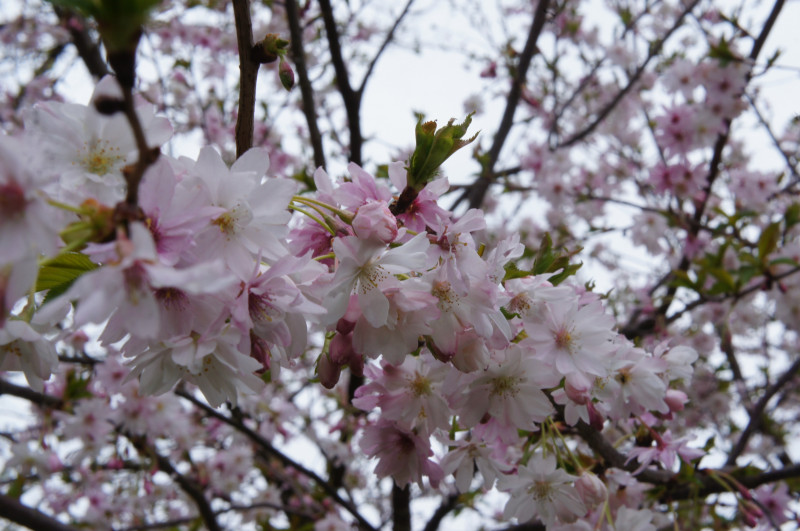 Prunus x subhirtella var. autumnalis rosea