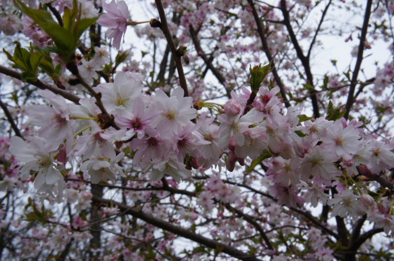 Prunus x subhirtella var. autumnalis rosea