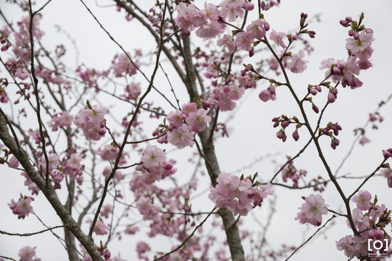 Prunus serrulata 