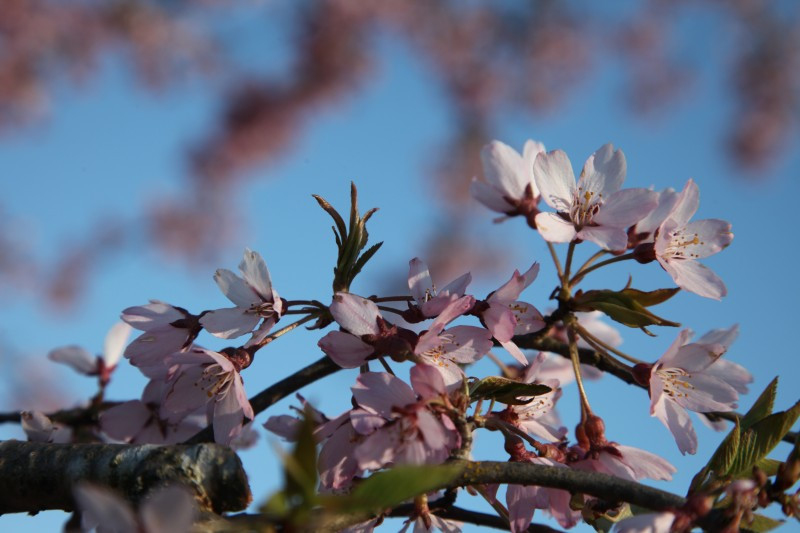 Prunus x subhirtella var. pendula rubra