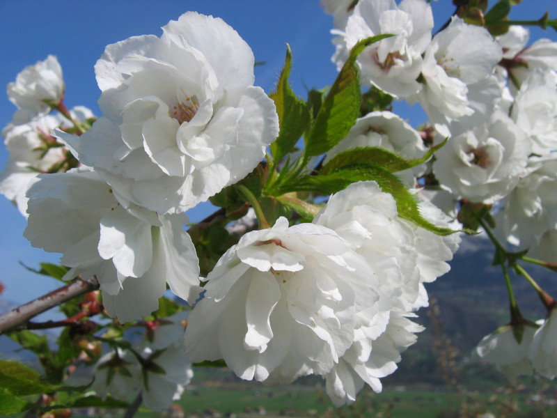 Prunus x ‘Snow Goose’