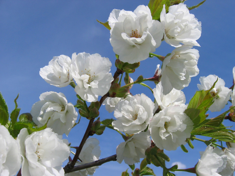 Prunus x ‘Snow Goose’