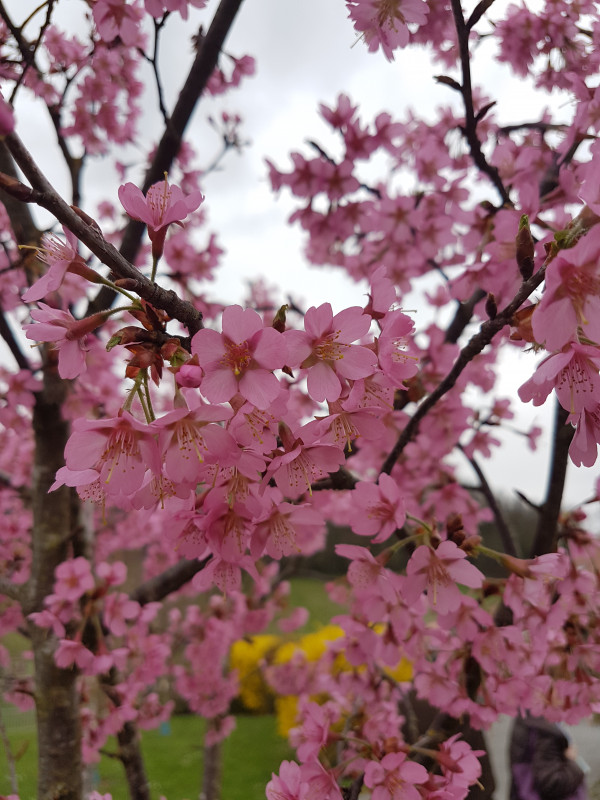 Prunus x ‘Okame’