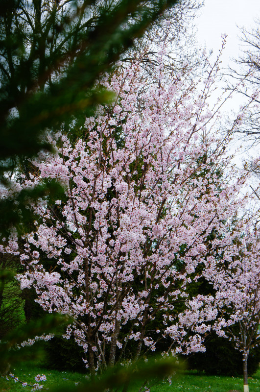 Prunus x ‘Tilstone Hellfire’