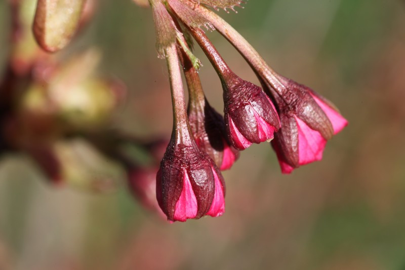 Prunus serrulata 