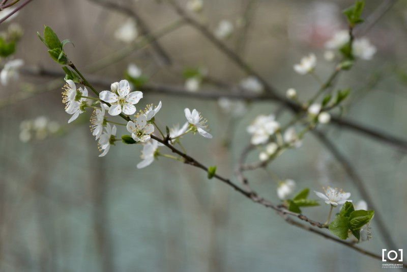 Prunus x 
