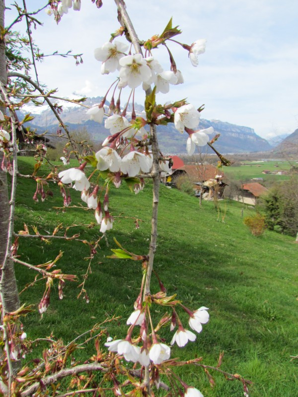 Prunus x yedoensis 