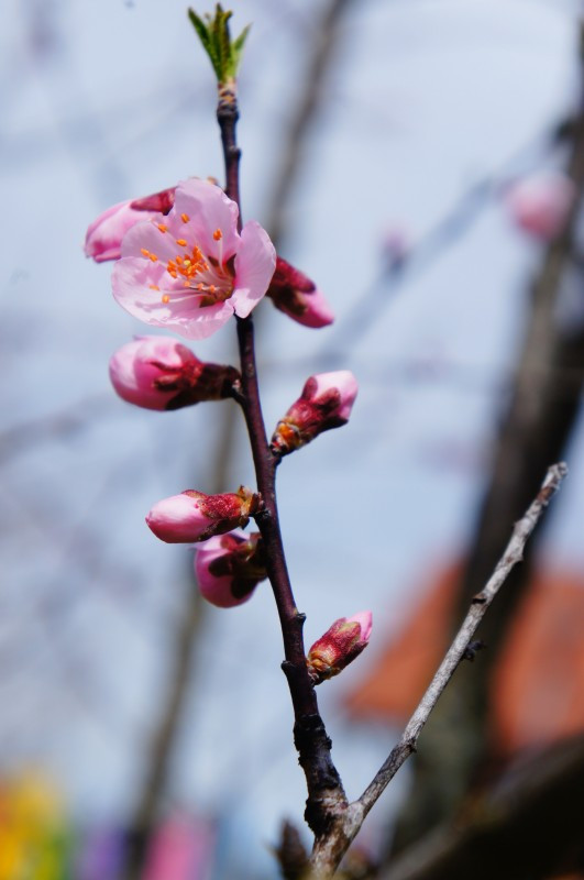 Prunus amygdalopersica ‘Angélique’