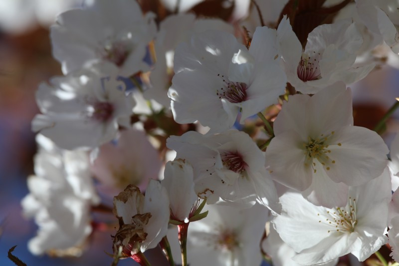 Prunus serrulata 