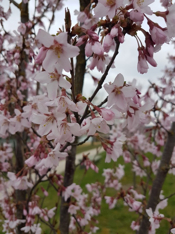 Prunus subhirtella var. rosea