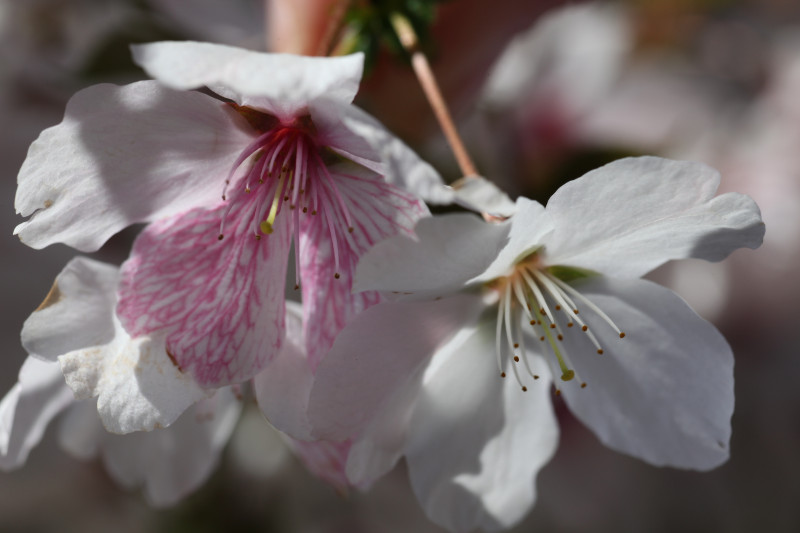 Prunus x ‘The Bride’