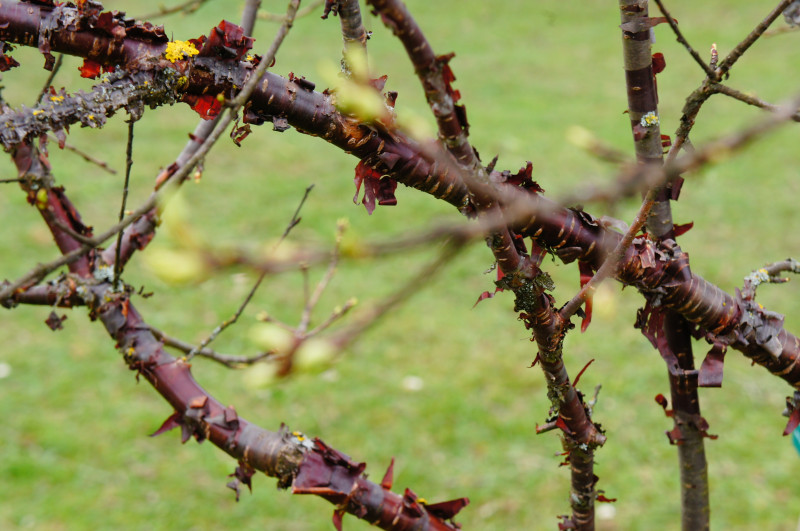 Prunus serrula