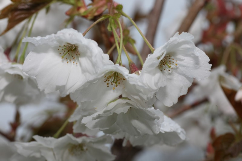 Prunus serrulata 