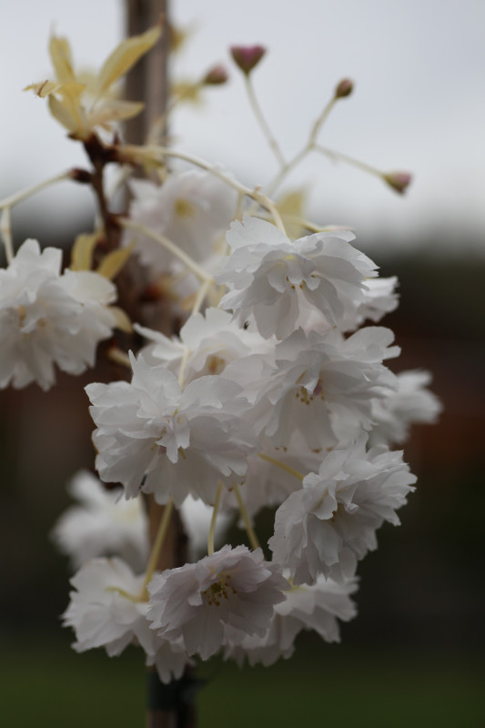 Prunus serrulata ‘Fugenzô’