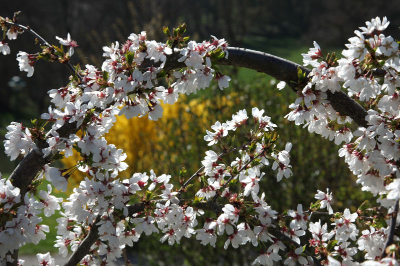 Prunus x subhirtella ‘Snow Showers’
