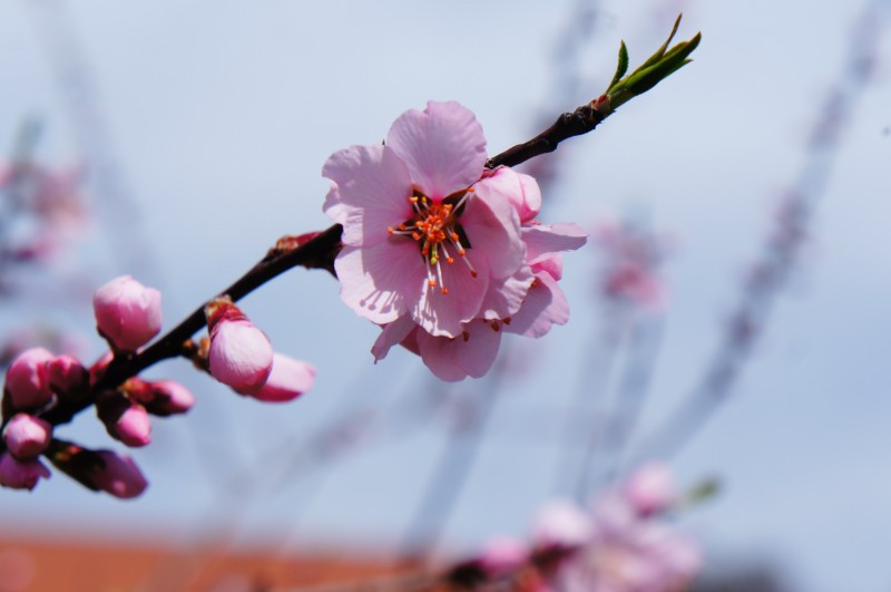 Prunus amygdalopersica ‘Angélique’