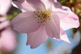 Cerisier à fleurs d'Asie
