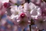 Cerisier à fleurs d'Asie